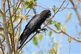 Red-tailed Black-Cockatoo